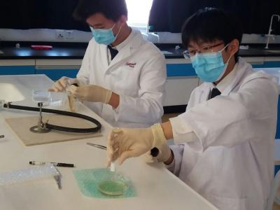 Students tested the effectiveness of antibiotics in treating specfic bacteria