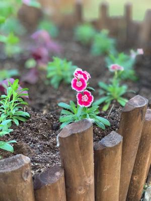 Welcome Spring at our Roof Garden
