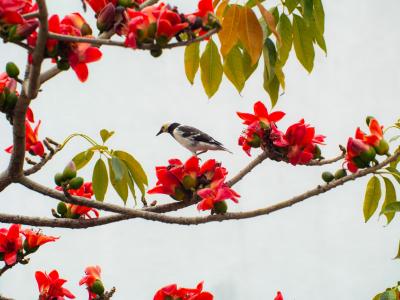 春日校園：師生共長，繁花正好 
