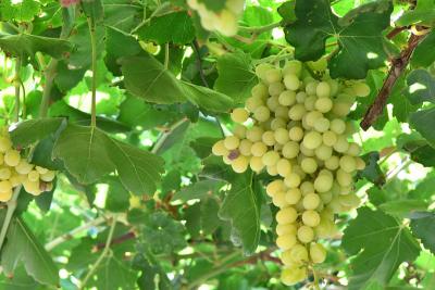 🌏 新疆研習日記｜吐魯番 🔥