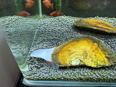 <<✨ Shining Bright with Environmental Stewardship! HKBUAS Earns the "Pearl Ambassador Award" 🦪🌿>>