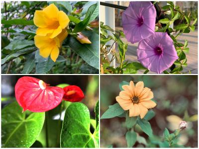 Green Updates on Earth Day