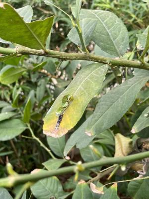 Embracing the Magic of Butterflies: A Journey of Learning
